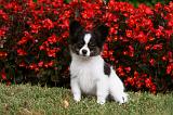EPAGNEUL PAPILLON 004